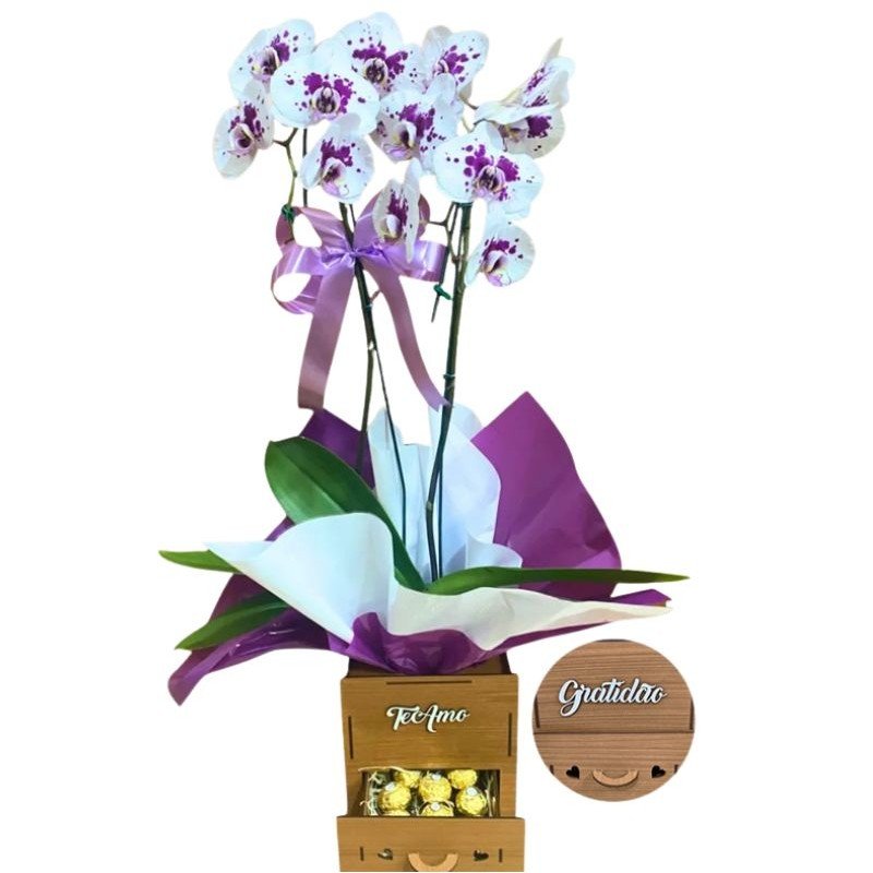Orquídea Phalaenopsis 2 Hastes Pote 15 + Chocolate